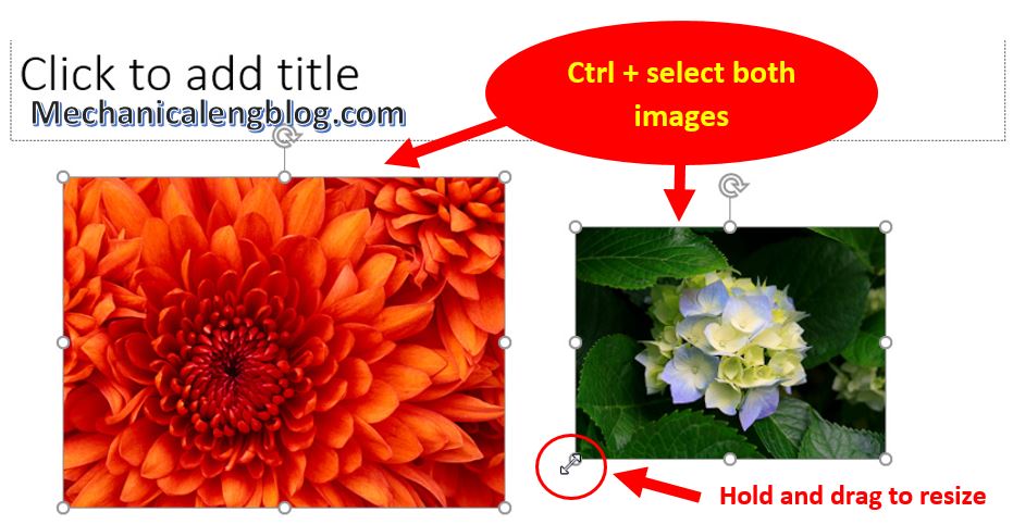 how to resize image in powerpoint 6